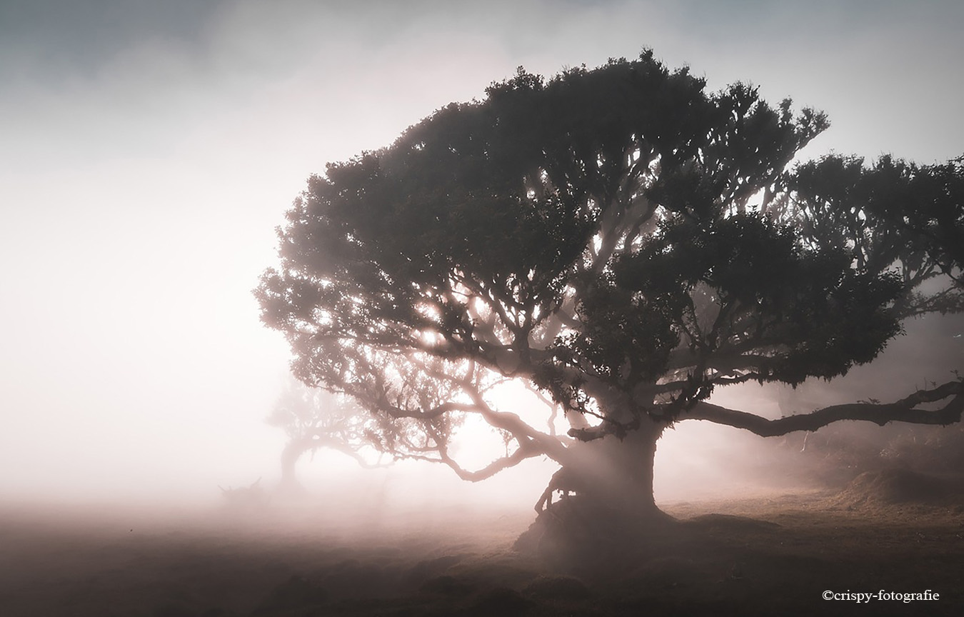 floresta-da-madeira-fanal-ilha-madeira-portugal