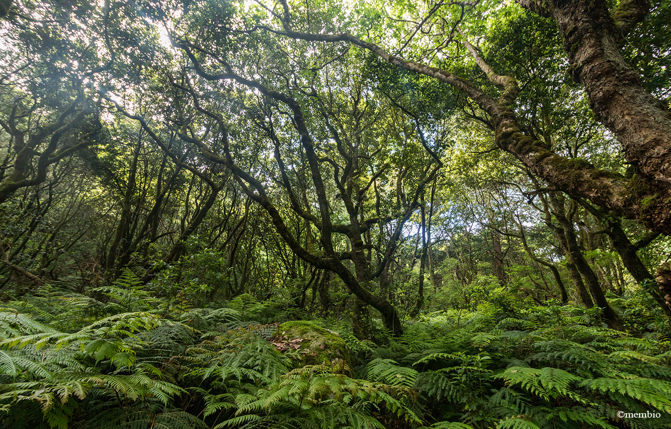 floresta-laurissilva-levada-do-caldeirao-verde-ilha-da-madeira-portugal