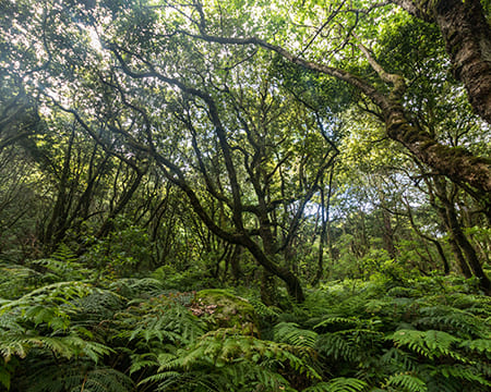 Floresta Laurissilva da Madeira