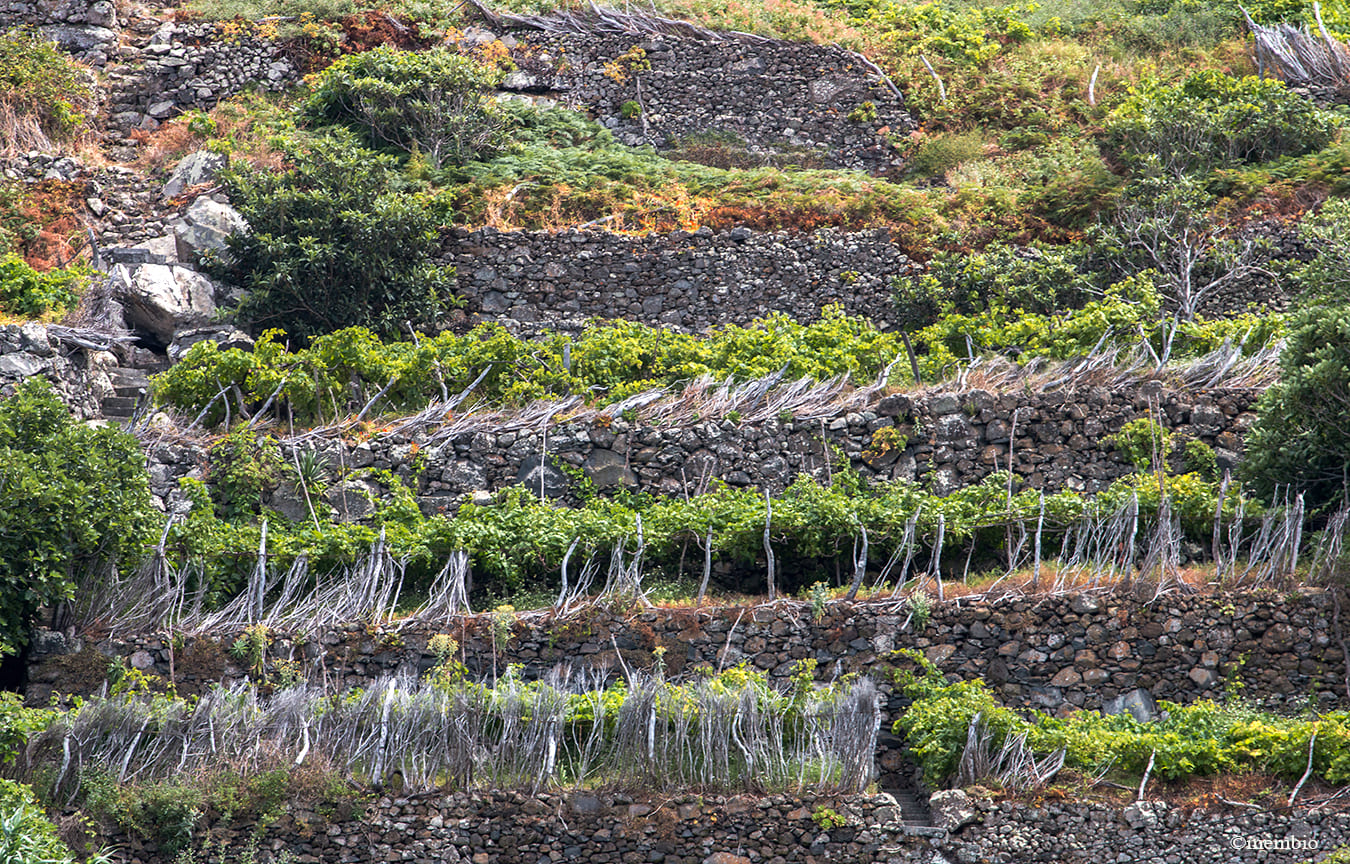 história-da-madeira-vinhas-ilha-da-madeira