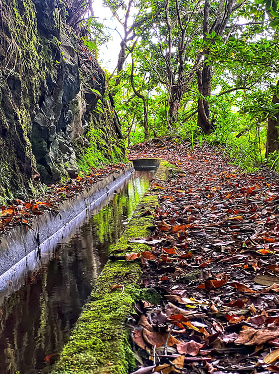 levada-silveira